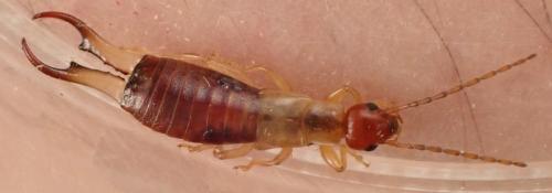 Réf. 269 425 : Guanchia pubescens
